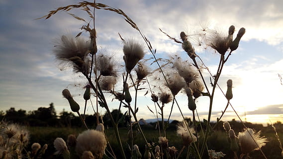 urter, tidsler, himmel, skyer, sommer, alsace, plante, vækst, sky - himmel, natur, Mark, jord, landbrug, skønhed i naturen, landskab, ingen mennesker, afgrøde, blomst, fokus på forgrunden, dag, miljø, landlige scene, blomstrende plante, tæt på, udendørs, bomuld plante, blødhed, 5K, CC0, offentligt domæne, royaltyfrie