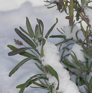 lavanda, la neve, inverno, invernale, pianta, temperatura fredda, crescita, natura, nessuno, congelato, giorno, colore verde, bellezza nella natura, avvicinamento, Colore bianco, foglia, concentrarsi sulle conoscenze acquisite, parte vegetale, all'aperto, ghiaccio, copertura, 2K, CC0, dominio pubblico, privo di copyright