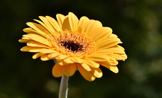 gerbera, bunga, mekar, berkembang, kuning, menanam, dekat, tanaman berbunga, kerapuhan, kerentanan, kesegaran, daun bunga, kepala bunga, keindahan di alam, hal berkembang, merapatkan, pertumbuhan, serbuk sari, tidak ada orang, alam, fokus pada latar depan, bunga aster, gerbera daisy, di luar rumah, 5K, CC0, domain publik, bebas royalti