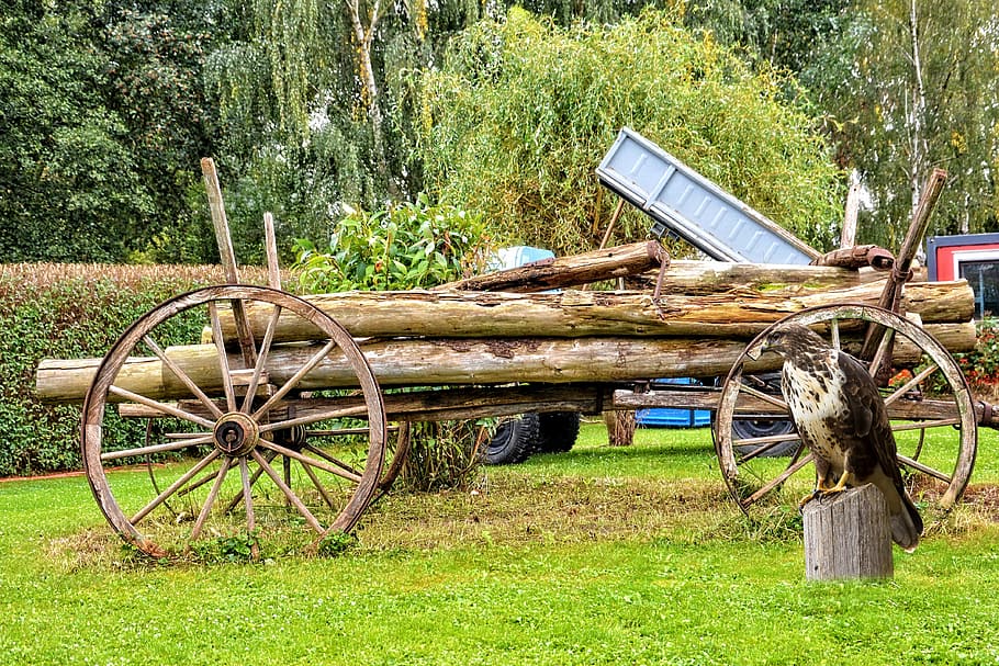 paisatge, carro, ocell, buzzard, naturalesa, agricultura, camp, escena rural, herba, color verd, roda, passat de moda, roda de vagó, cap gent, arbre, planta, transport, terra, material de fusta, dia, creixement, manera de transport, vehicle terrestre, vell, a l'aire lliure, 4K