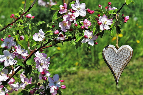 Castanho, de madeira, enfeite de coração, suspensão, Rosa, flores, triste, coração, Primavera, flor, natureza, plantar, jardim, árvore, ramo, floral, arbusto, cereja, pétala, no tribunal de, florescendo, fechar-se, Prado, plantas, verde, grama, grama prado, natural, sonchus oleraceus, vegetação, polyana, a frescura, masłów, padronizar, manhã, pingente, para voce, no Jardim, árvores frutiferas, coração de madeira, sentindo-me, não há pessoas, planta com flores, amor, formato de coração, beleza na natureza, emoção, emoção positiva, crescimento, frescura, focar em primeiro plano, dia, ninguém, vulnerabilidade, fragilidade, cor verde, ao ar livre, cabeça de flor, 4K, CC0, domínio público, royalty free