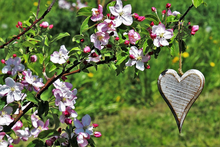 marró, fusta, adorn del cor, penjant, rosa, flors, trist, cor, primavera, flor, naturalesa, planta, jardí, arbre, branca, floral, arbust, cirera, pètal, a la cort de, florint, primer pla, prat, plantes, verd, herba, herba del prat, natural, sonchus oleraceus, vegetació, polyana, la frescor, masłów, patró, al matí, penjoll, per a tu, al jardí, arbres fruiters, cor de fusta, sensació, no hi ha gent, planta amb flors, amor, forma del cor, bellesa a la natura, emoció, emoció positiva, creixement, frescor, centrar-se en primer pla, dia, cap gent, vulnerabilitat, fragilitat, color verd, a l'aire lliure, cap de flor, 4K