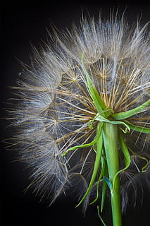 pissenlit, cannabis, plante, printemps, coup, tête, en plein air, pollinisation, flore, la graine, douceur, allergique, allergie, la vie, botanique, vert, la nature, été, tige, croissance, fragilité, fraîcheur, plante à fleurs, vulnérabilité, fermer, beauté dans la nature, fleur, inflorescence, personne, tête de fleur, journée, fond noir, sépale, 2K, CC0, domaine public, libre de droits