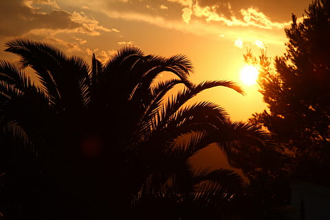 silhouette, palme, tramonto, vacanza, albero, tropici, isola, caldo, Paradiso, estate, cielo, zen, caraibico, nube, Guadeloupe, tropicale, natura, MARTINICA, le foglie, Palma, nessuno, agricoltura, pianta, fronda, destinazioni di viaggio, clima tropicale, bellezza nella natura, crescita, scenics - natura, foglia di palma, la tranquillità, foglia, nuvola - cielo, palma da dattero, luce del sole, colore arancione, scena tranquilla, all'aperto, 5K, CC0, dominio pubblico, privo di copyright