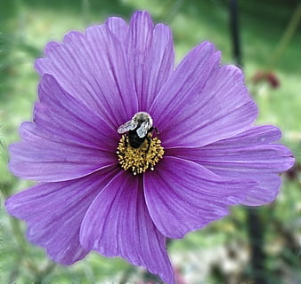impatiens, fiore, viola, ape, giardino, fiorire, petalo, pianta, natura, avvicinamento, macro, estate, bellezza nella natura, fiore singolo, pianta fiorita, testa di fiore, vulnerabilità, fragilità, freschezza, crescita, infiorescenza, concentrarsi sulle conoscenze acquisite, invertebrato, animali allo stato selvatico, insetto, temi animali, polline, fauna selvatica, animale, impollinazione, nessuno, 1080P, CC0, dominio pubblico, privo di copyright