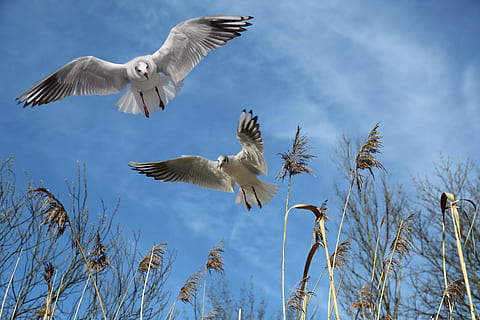 Due, bianca, uccelli, volante, insieme, gabbiani, volare, uccello, cielo, ala, dom, locomozione, piuma, piume, aria, modulo di volo, uccello acquatico, animale, vestito di primavera, natura, creatura, conto, nuvolosità, canna, nuvole, nuvole di föhn, blu, pianta di palude, pianta, teichplanze, estate, erbe, all'aperto, animali allo stato selvatico, ali spiegate, fauna selvatica, vertebrato, temi animali, gruppo di animali, Inquadratura dal basso, giorno, nessuno, mezz'aria, due animali, nuvola - cielo, movimento, 5K, CC0, dominio pubblico, privo di copyright