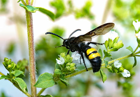 avispa de la daga, avispa, cerrar, insecto, animal, naturaleza, abeja, polinización, flor, macro, de cerca, planta, ala animal, verano, polen, temas de animales, fauna animal, animales en la naturaleza, un animal, invertebrado, belleza en la naturaleza, parte de la planta, color verde, hoja, crecimiento, nadie, planta floreciendo, mariposa - insecto, al aire libre, cabeza de flor, 2K, CC0, dominio público, libre de derechos