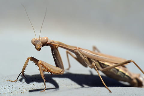 călugăriță, insectă, natură, macro, închide, animal, mantisul european, insectă de zbor, maro, Femeie, creatură, sondă, stabilirea ouălor, nevertebrat, animale tematice, un animal, a închide, animale sălbatice, antena animală, nici o persoana, animale în sălbăticie, să se concentreze asupra primelor elemente, zi, selectiv, partea corpului animalului, în aer liber, studio shot, lăcustă, spațiu copie, 5K, CC0, domeniu public, fără drepturi de autor