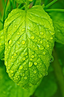 Tropfen, Wasser, Makro, Blatt, Blätter, Natur, Regen, Element, nass, Grün, Hintergrund, Tapete, Jahreszeiten, Frühling, frisch, fallen, Nahansicht, Pflanzenteil, Pflanze, grüne Farbe, Frische, Wachstum, keine Leute, Fokus auf den Vordergrund, Tag, Schönheit in der Natur, draußen, Verletzlichkeit, Zerbrechlichkeit, Regentropfen, Regenzeit, Tau, 1080P, CC0, gemeinfrei, lizenzfrei