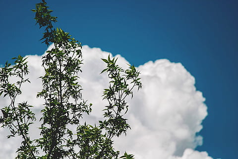Grün, blätterte, Baum, Blau, Himmel, Blätter, Weiß, Wolken, Bäume, Geäst, Natur, wolke - himmel, draußen, Tag, keine Leute, Wachstum, Flachwinkelansicht, Pflanze, Schönheit in der Natur, grüne Farbe, Blatt, Ast, Pflanzenteil, weiße Farbe, Blume, Frische, 2K, CC0, gemeinfrei, lizenzfrei