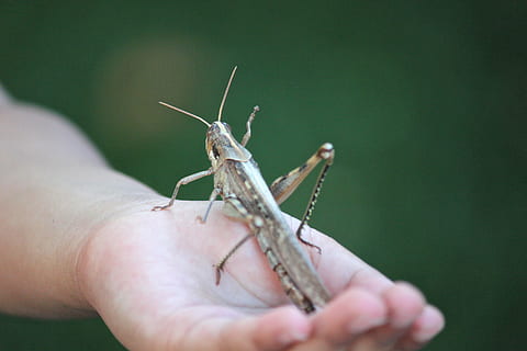 Heuschrecke, Insekt, Fehler, Riese, Hand, Garten, Pest, Tier, Natur, Tierwelt, Gottesanbeterin, wirbellos, Tierantenne, Nahansicht, menschliches Körperteil, menschliche Hand, ein Tier, eine Person, Körperteil, Tiere in freier Wildbahn, menschlicher Finger, Finger, selektiver Fokus, halten, Tierkörperteil, klein, Nagel, menschliches Glied, 5K, CC0, gemeinfrei, lizenzfrei