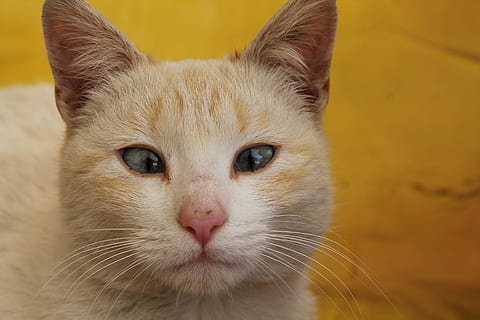 gatto, strabismo, giallo, mammifero, temi animali, animale, domestico, animali domestici, un animale, gatto domestico, ritratto, felino, avvicinamento, guardando la fotocamera, baffo, parte del corpo animale, vertebrato, concentrarsi sulle conoscenze acquisite, occhio, nessuno, testa di animale, occhio animale, 4K, CC0, dominio pubblico, privo di copyright