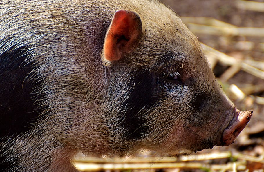 garrí, animals joves, porc, petit, divertit, bonic, dolç, porcs petits, nadó, observació de wildpark, temes d'animals, animal, mamífer, un animal, suportar, fauna animal, part del cos dels animals, animals a la natura, primer pla, vertebrats, cap gent, cap d’animals, centrar-se en primer pla, nas, musell, a l'aire lliure, naturalesa, dia, 4K
