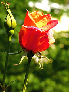 roos, rood, knop, bloeien, bloesem, natuur, stam, bloemblaadjes, kleurrijk, macro, vers, bloem, bloeiende plant, fabriek, schoonheid in de natuur, breekbaarheid, kwetsbaarheid, versheid, groei, detailopname, bloemblad, focus op de voorgrond, bloeiwijze, bloemhoofd, geen mensen, dag, plant stengel, kelkblad, buitenshuis, 2K, CC0, publiek domein, royaltyvrij