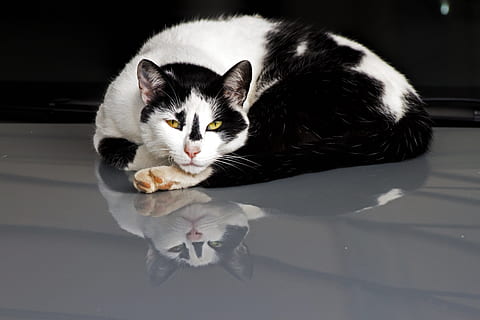 kucing, refleksi, ngantuk, Hewan Peliharaan, membelai, hewan, putih, licik, bulu, anak kucing, beristirahat, bersantai, relaksasi, kucing rumahan, binatang lokal, satu binatang, tema binatang, potret, lokal, mamalia, dalam ruangan, tidak ada orang, tembakan studio, kumis, melihat kamera, binatang muda, merapatkan, tampilan sudut tinggi, 4K, CC0, domain publik, bebas royalti