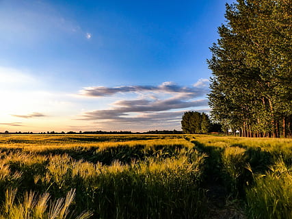 grüne Bäume, Weizenfeld, Himmel, Weizen, Landschaft, Feld, Aussaat, Korn, Sonnenschein, Kornfeld, Natur, Ebenen, ländliche Landschaft, Great Plains, szenen, Gras, Baum, ruhige Szene, draußen, keine Leute, ländliche Szene, Pflanze, Umgebung, Szenen - Natur, Schönheit in der Natur, Land, wolke - himmel, Ruhe, Nicht-städtische Szene, Wachstum, Blau, grüne Farbe, 4K, CC0, gemeinfrei, lizenzfrei