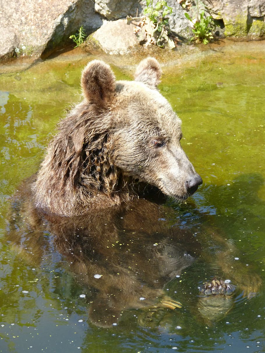 grigio, acqua, pietra, giorno, orso, zoo, animale, predatore, creatura, orso grizzly, mondo animale, orsacchiotto, grugno, carina, animale selvaggio, pericoloso, forte, riposo, tiergarten, pigro, pelliccia, capo, un animale, fauna selvatica, temi animali, animali allo stato selvatico, mammifero, lungomare, vertebrato, lago, natura, nessuno, all'aperto, vista dall'alto, nuoto, testa di animale, 4K