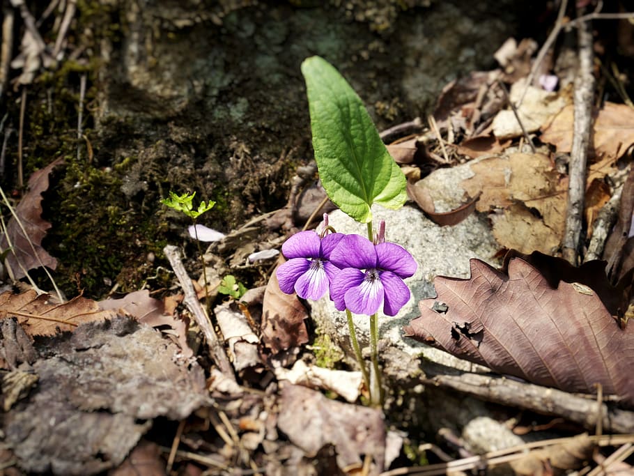 violet, blomster, bjerg, natur, Skov, forår, planter, dobong, kronblad, forår blomster, klude, lyserød, knop, plante, blad, udendørs, blomst, tæt på, skrøbelighed, lilla, blomstrende plante, sårbarhed, plante del, skønhed i naturen, friskhed, vækst, dag, blomsterstand, ingen mennesker, blomsterhoved, selektiv fokusering, 4K