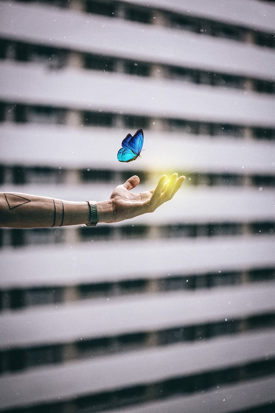 blau, morpho butterfly, esquerra, humà, mà, papallona, edifici, escriptori, patró, resum, disseny, indústria, negocis, centrar-se en primer pla, dia, mà humana, primer pla, part del cos humà, a l'aire lliure, celebració, tirar, naturalesa, aigua, una persona, dit, estructura construïda, dit humà, persones reals, part del cos, extremitat humana, 5K