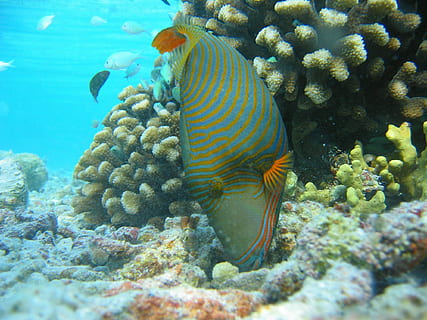 pesce balestra allineato arancione, pesce, ondulato, tropicale, barriere, marittimo, subacqueo, mare, acqua, sottomarino, fauna selvatica, animali allo stato selvatico, animale, vita marina, temi animali, marino, vertebrato, nuoto, invertebrato, corallo, natura, nessuno, bellezza nella natura, gruppo di animali, 1080P, CC0, dominio pubblico, privo di copyright