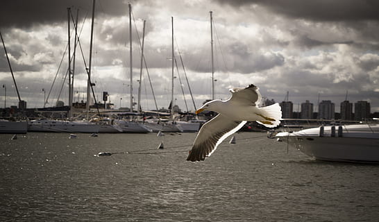 blanco, negro, pájaro, Gaviota, Cra, playa, alas, cielo, mar, nublado, nubes, costa, nube - cielo, agua, temas de animales, animal, transporte, fauna animal, volador, animales en la naturaleza, barco náutico, naturaleza, modo de transporte, un animal, alas abiertas, vertebrado, velero, al aire libre, nadie, yate, marina, 4K, CC0, dominio público, libre de derechos