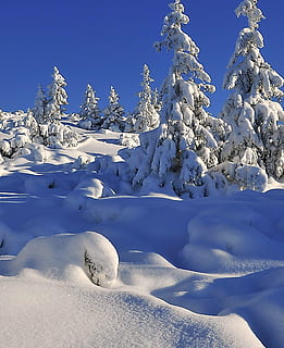 Winter, Schnee, Baum, schneebedeckte Bäume, Fichte, biel, Neuschnee, Beleuchtung, Seite, Frost, Rechnung, Plastizität, Schatten, Schatten auf dem Schnee, frischer Niederschlag, Seitenbeleuchtung, Berge, schneebedeckte Berge, Landschaft, schneebedeckte Fichten, kalte Temperatur, Ruhe, ruhige Szene, Natur, Schönheit in der Natur, Himmel, Tag, Szenen - Natur, gefroren, keine Leute, weiße Farbe, Sonnenlicht, Blau, Pflanze, Umgebung, klarer Himmel, schneebedeckter Berg, Nadelbaum, 1080P, CC0, gemeinfrei, lizenzfrei