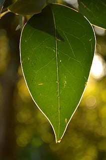 naturaleza, hoja, árbol, vida, parte de la planta, color verde, de cerca, planta, centrarse en primer plano, vena de la hoja, nadie, belleza en la naturaleza, al aire libre, crecimiento, día, frescura, vulnerabilidad, agua, fragilidad, enfoque selectivo, luz del sol, hojas, 4K, CC0, dominio público, libre de derechos