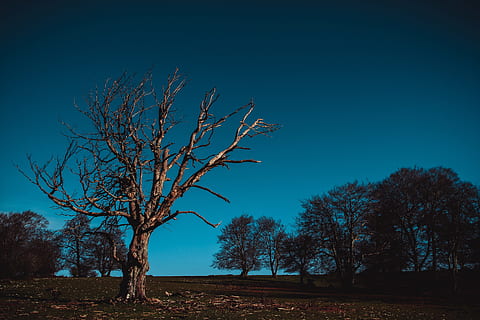 naturalesa, arbre, camp, postapokalipsis, paisatge, naturalesa viva, cel, arbres, Corona, bosc, pi, tardor, bellesa, arbre nu, blau, tronc de l'arbre, escenics, planta, tranquil·litat, bellesa a la natura, escena tranquil·la, terra, escenics - natura, branca, cel clar, cap gent, tronc, medi ambient, silueta, a l'aire lliure, aïllat, 5K, CC0, domini públic, lliure de regalies