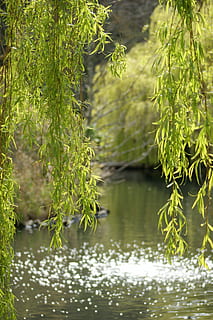 foto de primer pla, cos, aigua, salze, arbre, estany, llac, verd, naturalesa, riu, a l'aire lliure, color verd, planta, creixement, bellesa a la natura, cap gent, dia, centrar-se en primer pla, tranquil·litat, reflexió, full, part de la planta, davant del mar, primer pla, escena tranquil·la, flotant a l'aigua, 4K, CC0, domini públic, lliure de regalies