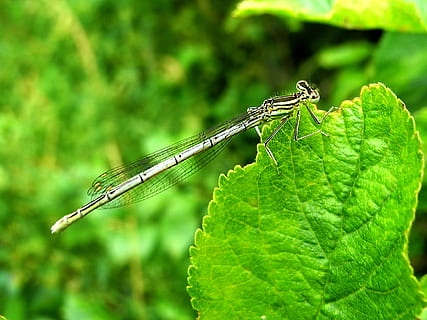 guldsmed, insekt, grøn, makro, natur, winged insekter, hvirvelløse, dyreliv, grøn farve, dyr, dyre temaer, dyr i naturen, blad, plante del, et dyr, damselfly, tæt på, fokus på forgrunden, dyrefløj, plante, dag, ingen mennesker, vækst, udendørs, 1080P, CC0, offentligt domæne, royaltyfrie