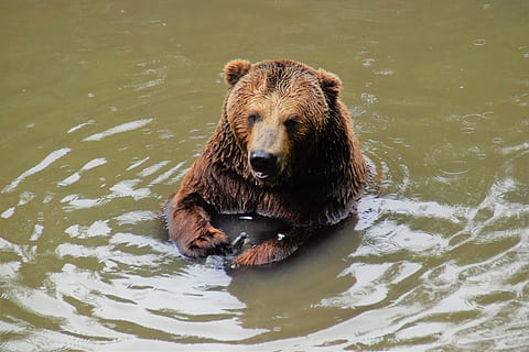 orso bruno, natura, predatore, zoo, orso, pelliccia, fauna selvatica, animali allo stato selvatico, un animale, caccia agli animali, temi animali, fiume, animale, acqua, mammifero, vertebrato, giorno, nessuno, lago, Marrone, guardando la fotocamera, lungomare, ritratto, nuoto, all'aperto, 5K, CC0, dominio pubblico, privo di copyright