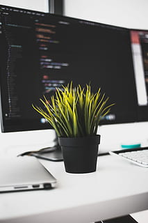 Grün, blätterte, Pflanze, Topf, Gras, schwarz, Blumentopf Herzstück, Vorderseite, eben, Bildschirm Computer, Monitor, Schreibtisch, Tabelle, Technologie, drinnen, keine Leute, Computer, Möbel, Wachstum, Topfpflanze, Geschäft, Nahansicht, Natur, Verbindung, Kommunikation, Buch, Tag, Veröffentlichung, kabellose Technologie, Fokus auf den Vordergrund, Tastatur, 5K