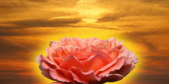 lyserød, blomst, gul, baggrund, Rose, rød, torne, stikkende, flor, kærlighed, gifte, ægteskab, sol, solnedgang, himmel, natur, søvn, skønhed, drøm, blomstrende plante, skønhed i naturen, kronblad, plante, tæt på, blomsterhoved, blomsterstand, skrøbelighed, rosenblomst, sårbarhed, lyserød farve, friskhed, ingen mennesker, orange farve, udendørs, digital komposit, 720P, CC0, offentligt domæne, royaltyfrie