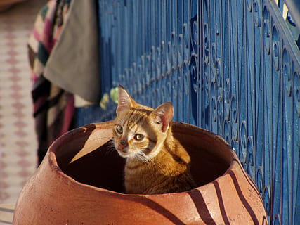 kat, skygger, feline, dyr, indenlandske kat, kæledyr, pattedyr, nuttet, husdyr, indenlandske, et dyr, hvirveldyr, lempelse, ingen mennesker, træ - materiale, portræt, bakkenbart, kigger på kameraet, sidder, sociale problemer, 1080P, CC0, offentligt domæne, royaltyfrie
