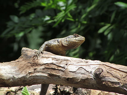 dyr, natur, gård, firben, vild, stil, observatør, tænker, positur, flyvende, et dyr, træ, dyreliv, dyr i naturen, krybdyr, udendørs, ingen mennesker, dag, dyre temaer, hvirveldyr, fokus på forgrunden, plante, afdeling, tæt på, leder, træ - materiale, kigger væk, leguan, profilvisning, dyre skala, 4K, CC0, offentligt domæne, royaltyfrie
