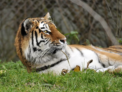 ogród zoologiczny, hellabrunn, Monachium, zwierzę, tematy zwierzęce, zwierzęca przyroda, zwierzęta na wolności, Tygrys, jedno zwierzę, duży kot, roślina, ssak, trawa, koci, kręgowiec, kot, relaks, Natura, żadnych ludzi, dzień, wylądować, na dworze, głowa zwierzęcia, wąsy, 1080P, CC0, domena publiczna, darmowe zdjęcia