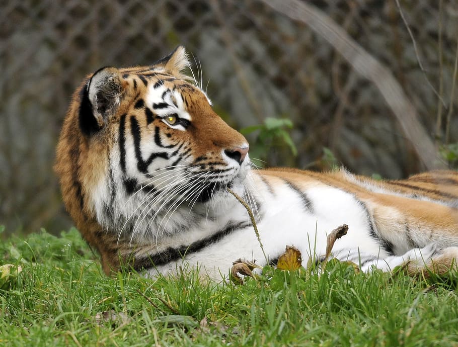 zoo, hellabrunn, munich, animal, temes d'animals, fauna animal, animals a la natura, tigre, un animal, gat gran, planta, mamífer, herba, felí, vertebrats, gat, relaxació, naturalesa, cap gent, dia, terra, a l'aire lliure, cap d’animals, bigotis, 1080P