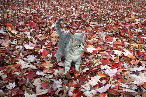 silberne Katze, schwarz, Zaun, Katze, Kätzchen, graue Katze, Herbst, fallen, Rote Blätter, tabby, Tier, Haustier, katzenartig, Blatt, Pflanzenteil, Veränderung, ein Tier, Tierthemen, Blätter, Wirbeltier, Natur, Tag, trocken, keine Leute, Säugetier, Fülle, High Angle View, Land, draußen, Haustiere, Schönheit in der Natur, 4K, CC0, gemeinfrei, lizenzfrei