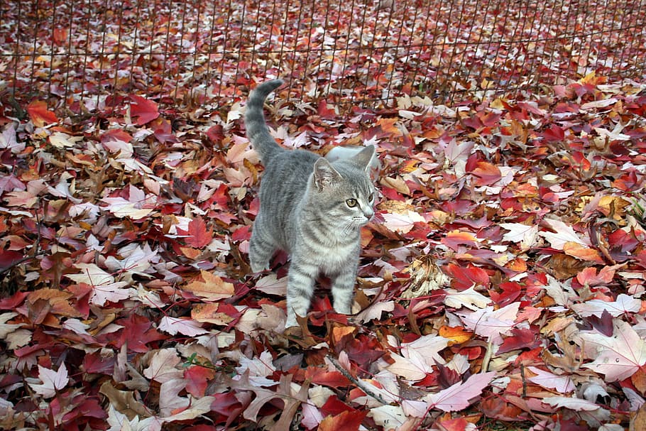 silberne Katze, schwarz, Zaun, Katze, Kätzchen, graue Katze, Herbst, fallen, Rote Blätter, tabby, Tier, Haustier, katzenartig, Blatt, Pflanzenteil, Veränderung, ein Tier, Tierthemen, Blätter, Wirbeltier, Natur, Tag, trocken, keine Leute, Säugetier, Fülle, High Angle View, Land, draußen, Haustiere, Schönheit in der Natur, 4K