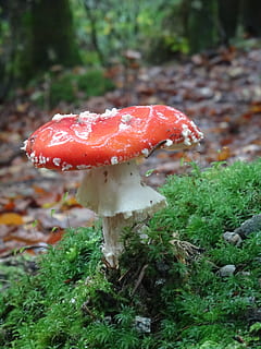 bolets, naturalesa, toadstool, fong, vegetals, menjar, planta, creixement, terra, centrar-se en primer pla, primer pla, dia, cap gent, camp, bolet agàric de mosca, bosc, frescor, color verd, bellesa a la natura, vermell, a l'aire lliure, verinós, 4K, CC0, domini públic, lliure de regalies