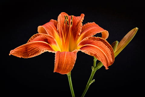 fleur d'hémérocalle orange, fleur, Orange, noir, Contexte, fleur isolée, fleur d'oranger, Floraison, la nature, pétale, Couleur, été, simple, rouge, macro, tige, lis, journée, plante, tête de fleur, fermer, plante à fleurs, prise de vue en studio, fragilité, fraîcheur, couleur orange, beauté dans la nature, fond noir, inflorescence, vulnérabilité, pollen, à l'intérieur, croissance, personne, iris - plante, 5K, CC0, domaine public, libre de droits