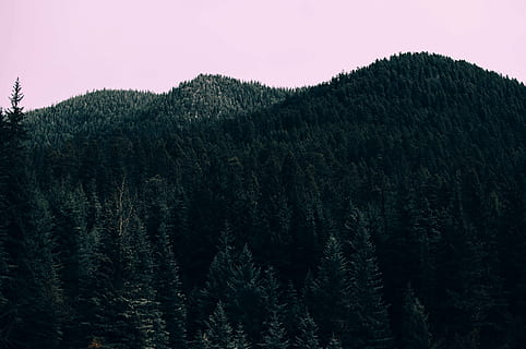 verde, copac, acoperit, Munte, timpul zilei, copaci, fotografie, frunze, plante, pădure, natură, cer, nici o persoana, liniște, frumusețe în natură, fundaluri, scenics, în aer liber, peisaj, plantă, iarnă, o scenă liniștită, Brad, teren, scenice - natura, creştere, temperatura rece, zăpadă, scenă non-urbană, mediu inconjurator, conifer, pini de pădure, copac vesnic verde, 4K, CC0, domeniu public, fără drepturi de autor