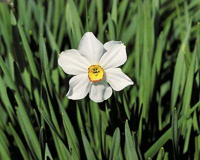 floare, frunze, natură, verde, floral, plantă, prospeţime, iarbă, sănătos, floare izolate, alb, macro, în aer liber, planta cu flori, frumusețe în natură, creştere, fragilitate, vulnerabilitate, animale tematice, petală, animal, nevertebrat, animale sălbatice, cap de floare, un animal, animale în sălbăticie, a închide, insectă, inflorescenţă, nici o persoana, polen, polenizare, animal aripă, fluture - insectă, 1080P, CC0, domeniu public, fără drepturi de autor