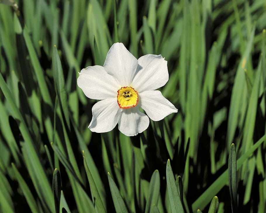 floare, frunze, natură, verde, floral, plantă, prospeţime, iarbă, sănătos, floare izolate, alb, macro, în aer liber, planta cu flori, frumusețe în natură, creştere, fragilitate, vulnerabilitate, animale tematice, petală, animal, nevertebrat, animale sălbatice, cap de floare, un animal, animale în sălbăticie, a închide, insectă, inflorescenţă, nici o persoana, polen, polenizare, animal aripă, fluture - insectă, 1080P