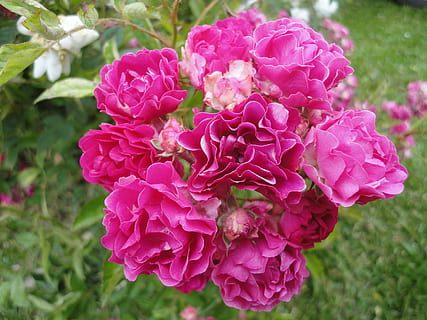 flower, rosa, button, plant, flowers, nature, pink Color, summer, petal, flowering plant, vulnerability, beauty in nature, fragility, freshness, close-up, growth, focus on foreground, inflorescence, day, flower head, no people, park, park - man made space, outdoors, springtime, bunch of flowers, lilac, 4K, CC0, public domain, royalty free