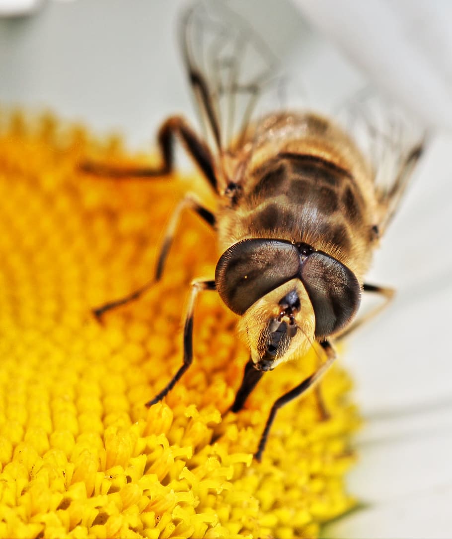hoverfly, insetto, natura, macro, animale, fiorire, fioritura, giallo, un animale, invertebrato, temi animali, fauna selvatica, animali allo stato selvatico, avvicinamento, nessuno, fiore, pianta fiorita, bellezza nella natura, fragilità, ape, vulnerabilità, petalo, freschezza, parte del corpo animale, pianta, testa di fiore, impollinazione, piccolo, occhio animale, 1080P