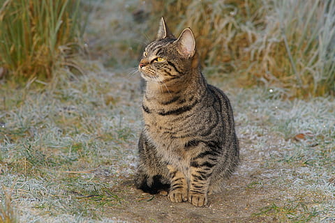 sort, tabby, kat, sidder, græsser, kæledyr, vinter, græs, sød kat, makrel, frost, kat ansigt, dyr, kattens øjne, indenlandske kat, nuttet, Kære, tiger kat, øjne, portræt, kat portræt, kvinde, sød, natur, et dyr, dyre temaer, feline, ingen mennesker, husdyr, dag, pattedyr, indenlandske, hvirveldyr, kigger væk, leder, bakkenbart, fokus på forgrunden, 4K, CC0, offentligt domæne, royaltyfrie