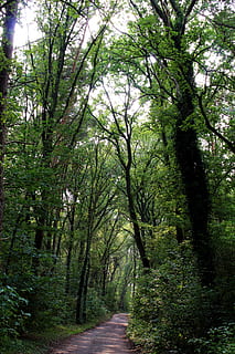 bosc, arbres, natura, parc, paisatge, naturalesa, parc, lluny, sucursals, boscos, arbre vell, morgenstimmung, registre, full, fulles, verd, tardor, estètic, cel, gravació de la natura, arbre caducifoli, deixa branques naturalesa, ombra, tee forestal, primavera, Bremen, Alemanya, steinkimmen, arbre, el camí a seguir, tranquil·litat, cap gent, planta, direcció, sendera, creixement, terra, color verd, dia, bellesa a la natura, escena tranquil·la, carretera, perspectiva decreixent, a l'aire lliure, escena no urbana, treelined, 5K, CC0, domini públic, lliure de regalies