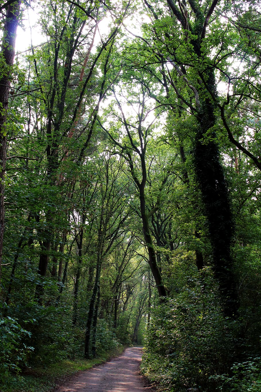 bosc, arbres, natura, parc, paisatge, naturalesa, parc, lluny, sucursals, boscos, arbre vell, morgenstimmung, registre, full, fulles, verd, tardor, estètic, cel, gravació de la natura, arbre caducifoli, deixa branques naturalesa, ombra, tee forestal, primavera, Bremen, Alemanya, steinkimmen, arbre, el camí a seguir, tranquil·litat, cap gent, planta, direcció, sendera, creixement, terra, color verd, dia, bellesa a la natura, escena tranquil·la, carretera, perspectiva decreixent, a l'aire lliure, escena no urbana, treelined, 5K