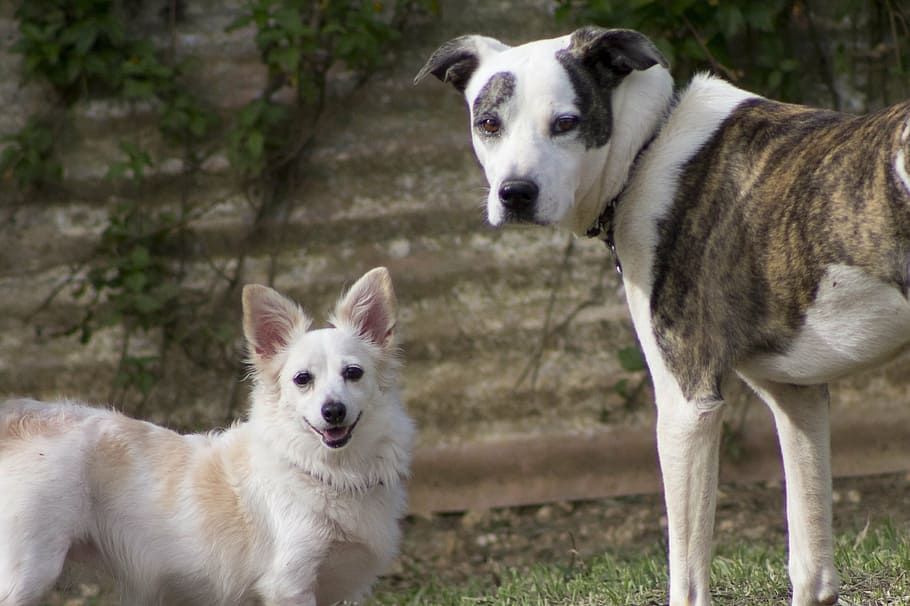 Hunde, Weiß, glücklich, Gesicht, Hund, Haustiere, Tierthemen, zwei tiere, Kamera betrachten, Tag, keine Leute, Säugetier, draußen, inländisch, Eckzahn, Tier, ein Tier, Wirbeltier, Stehen, Porträt, Gras, Fokus auf den Vordergrund, Natur, Border Collie, 2K